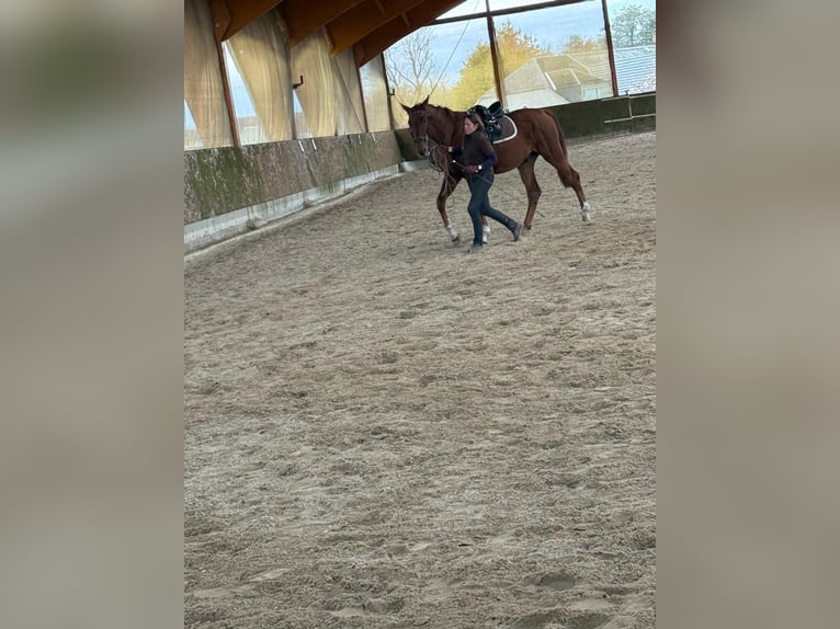 Duits sportpaard Ruin 4 Jaar 170 cm Vos in Pu