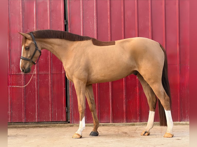Duits sportpaard Ruin 4 Jaar 170 cm Vos in Loipersbach im Burgenland