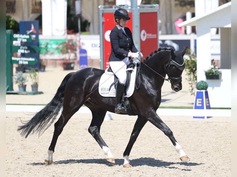 Duits sportpaard Ruin 4 Jaar 170 cm Zwart in Tübingen