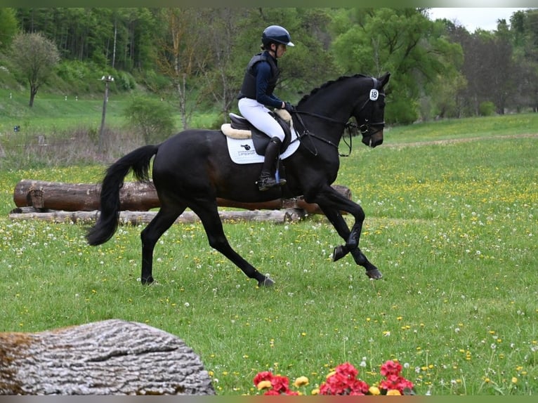 Duits sportpaard Ruin 4 Jaar 170 cm Zwartbruin in Gomadingen
