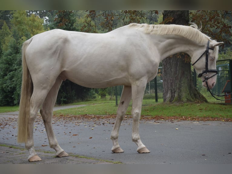 Duits sportpaard Ruin 4 Jaar 171 cm Cremello in Rohrlack