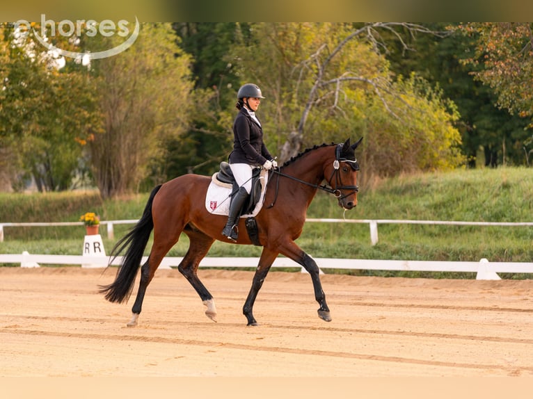 Duits sportpaard Ruin 4 Jaar 171 cm  in Leuna