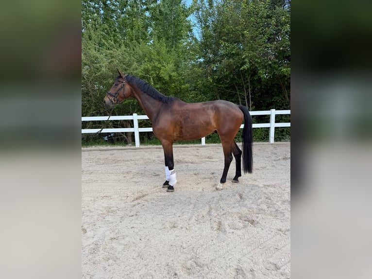 Duits sportpaard Ruin 4 Jaar 172 cm Bruin in Allershausen