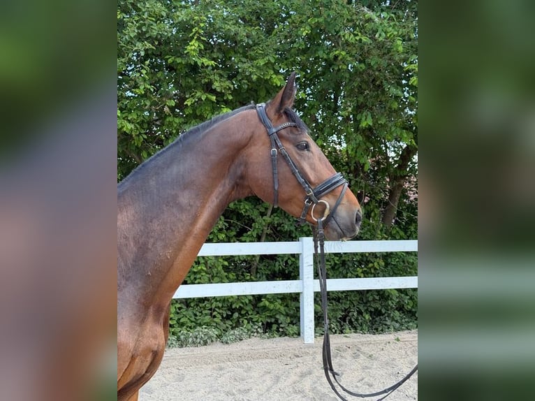 Duits sportpaard Ruin 4 Jaar 172 cm Bruin in Allershausen