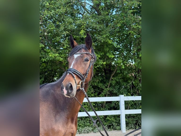 Duits sportpaard Ruin 4 Jaar 172 cm Bruin in Allershausen