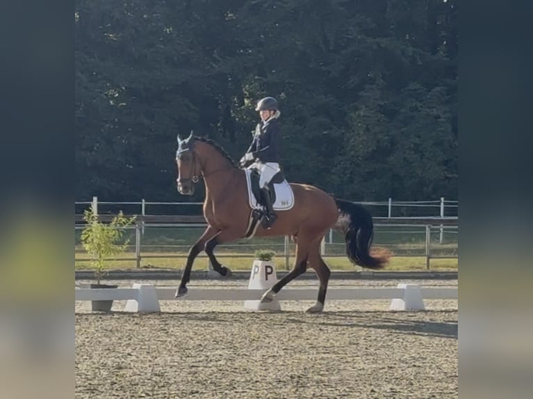Duits sportpaard Ruin 4 Jaar 172 cm Bruin in Uelsen
