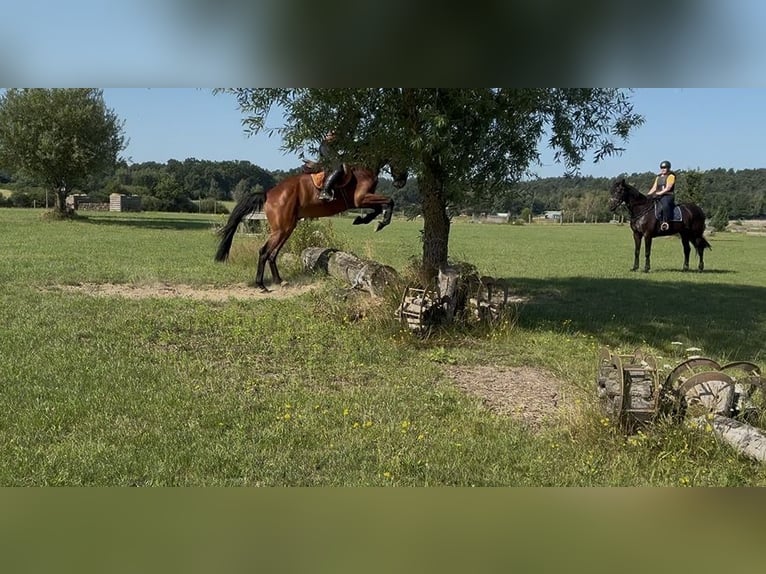 Duits sportpaard Ruin 4 Jaar 172 cm Bruin in Schwarzenbek