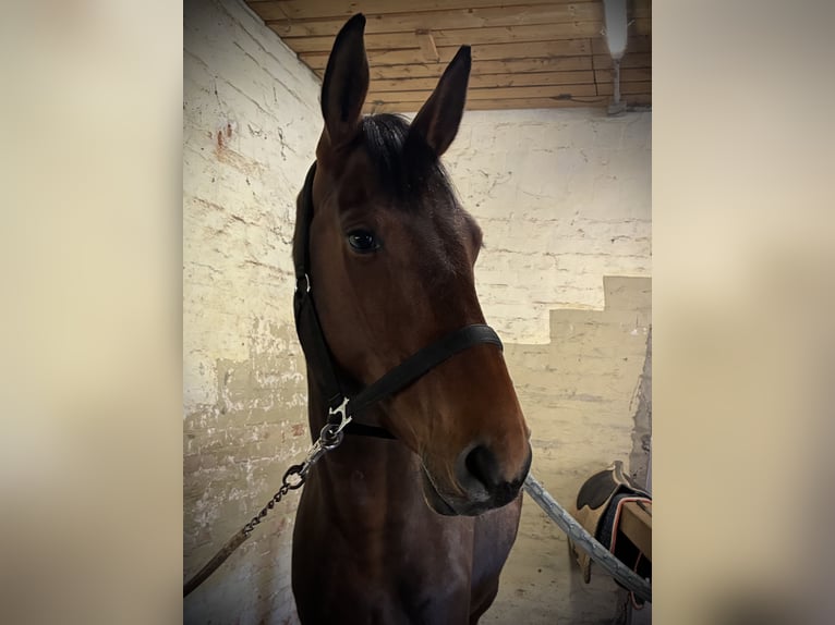 Duits sportpaard Ruin 4 Jaar 172 cm Bruin in Seedorf