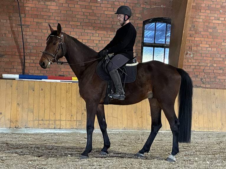 Duits sportpaard Ruin 4 Jaar 172 cm Bruin in Seedorf