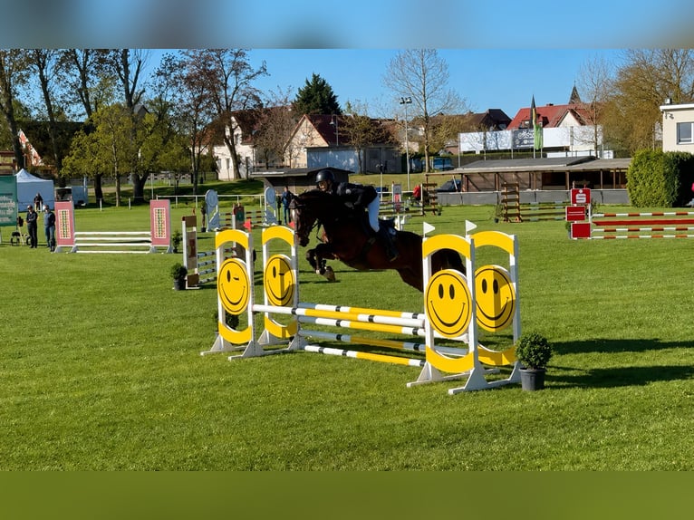 Duits sportpaard Ruin 4 Jaar 172 cm Donkerbruin in Aschersleben