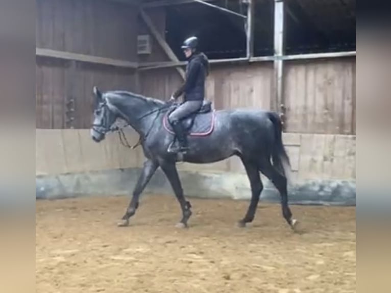 Duits sportpaard Ruin 4 Jaar 172 cm Schimmel in Uffenheim