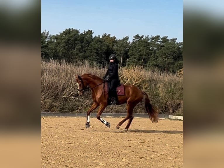 Duits sportpaard Ruin 4 Jaar 172 cm Vos in Neustadt (Dosse)