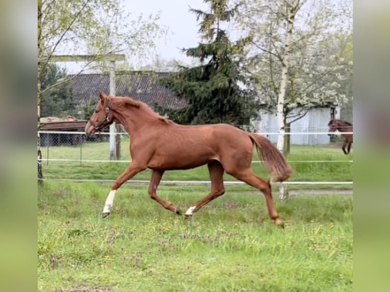 Duits sportpaard Ruin 4 Jaar 172 cm Vos in Neustadt (Dosse)