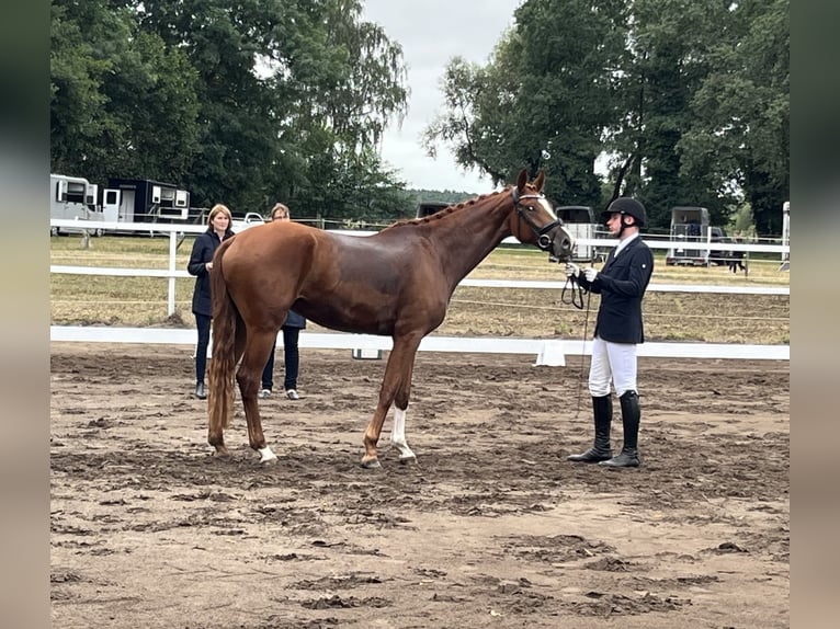 Duits sportpaard Ruin 4 Jaar 172 cm Vos in Neustadt (Dosse)