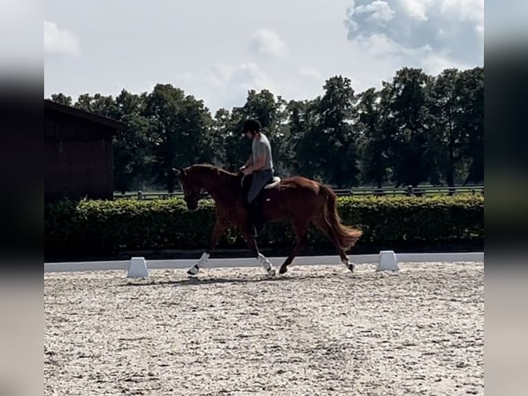 Duits sportpaard Ruin 4 Jaar 172 cm Vos in Neustadt (Dosse)
