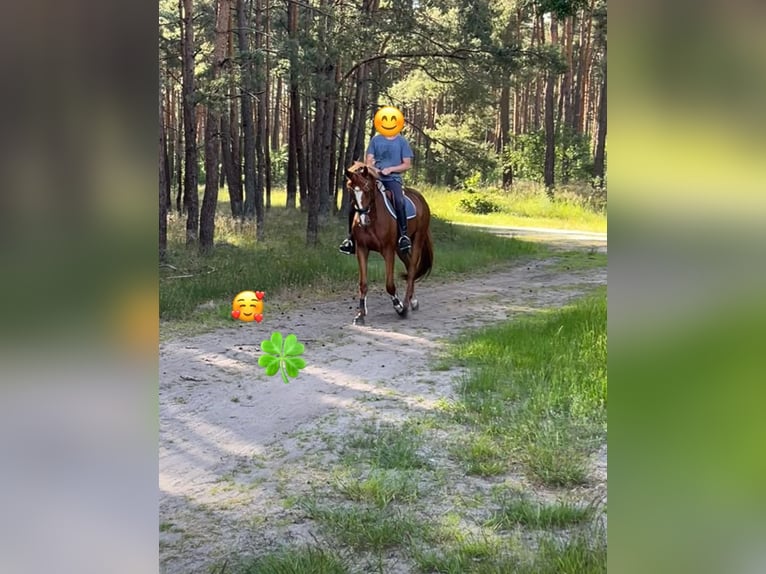 Duits sportpaard Ruin 4 Jaar 172 cm Vos in Neustadt (Dosse)