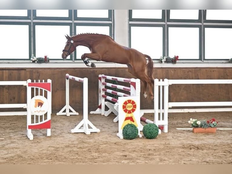 Duits sportpaard Ruin 4 Jaar 172 cm Vos in Neustadt (Dosse)