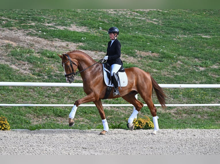Duits sportpaard Ruin 4 Jaar 172 cm Vos in Gomadingen