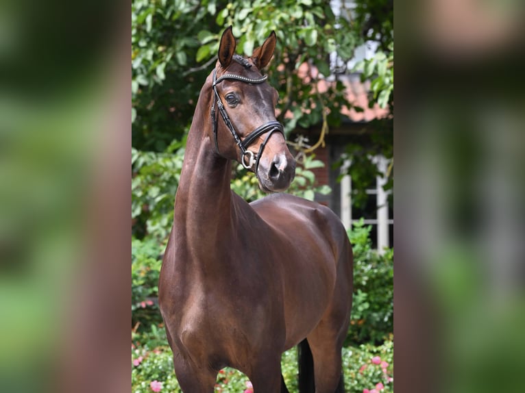 Duits sportpaard Ruin 4 Jaar 172 cm Zwartbruin in Bad Bevensen