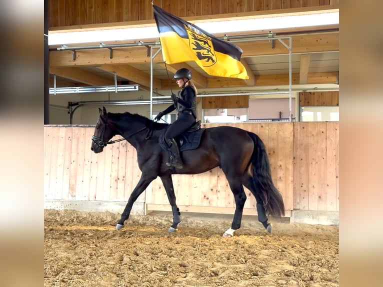 Duits sportpaard Ruin 4 Jaar 172 cm Zwartbruin in Aalen