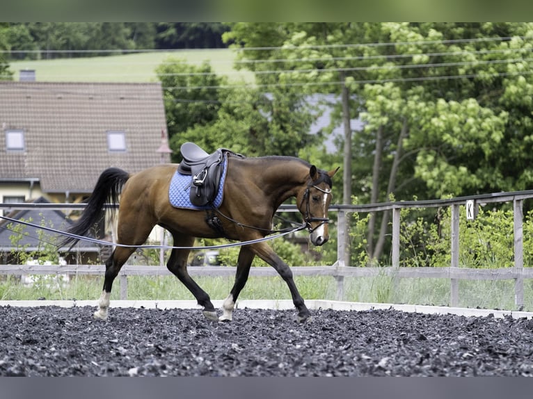 Duits sportpaard Ruin 4 Jaar 173 cm Bruin in Kirchberg