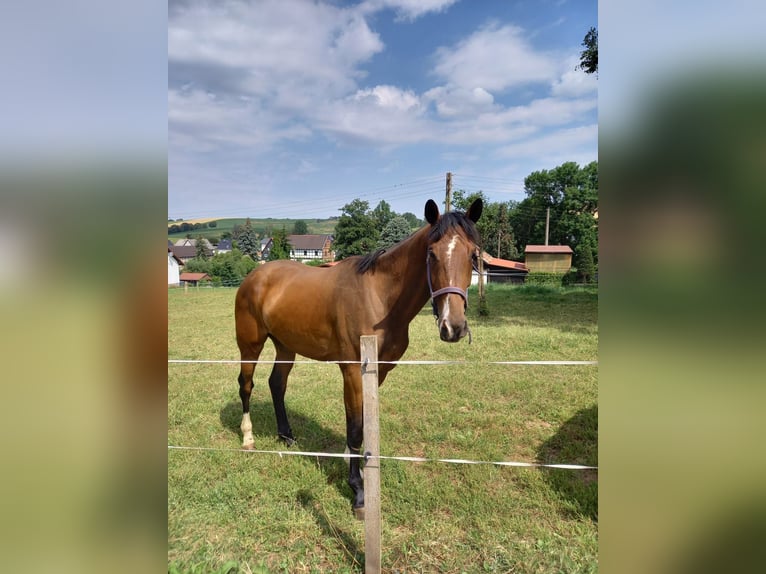 Duits sportpaard Ruin 4 Jaar 173 cm Bruin in Kirchberg