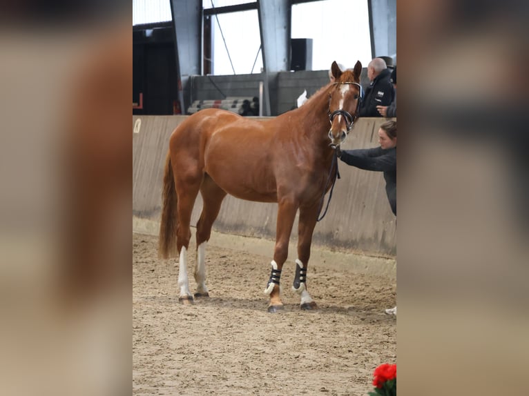 Duits sportpaard Ruin 4 Jaar 173 cm Vos in isterberg