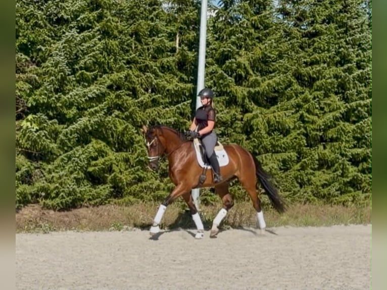 Duits sportpaard Ruin 4 Jaar 174 cm Bruin in Drackenstein