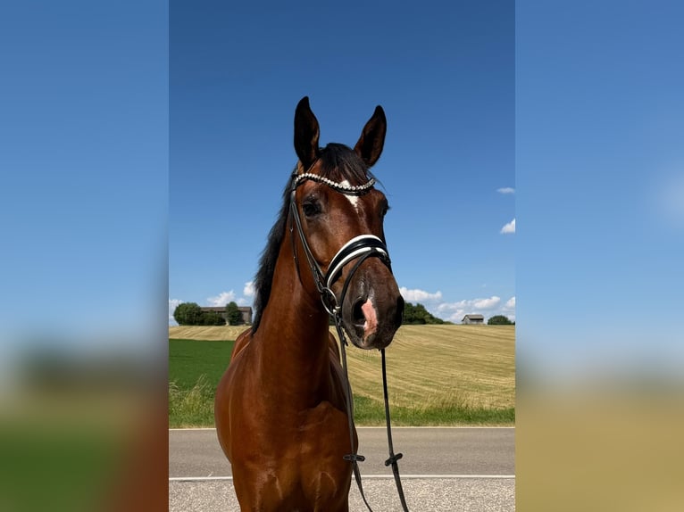 Duits sportpaard Ruin 4 Jaar 174 cm Bruin in Drackenstein