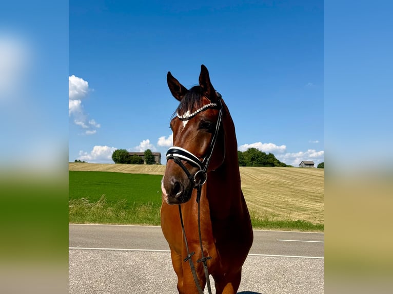 Duits sportpaard Ruin 4 Jaar 174 cm Bruin in Drackenstein