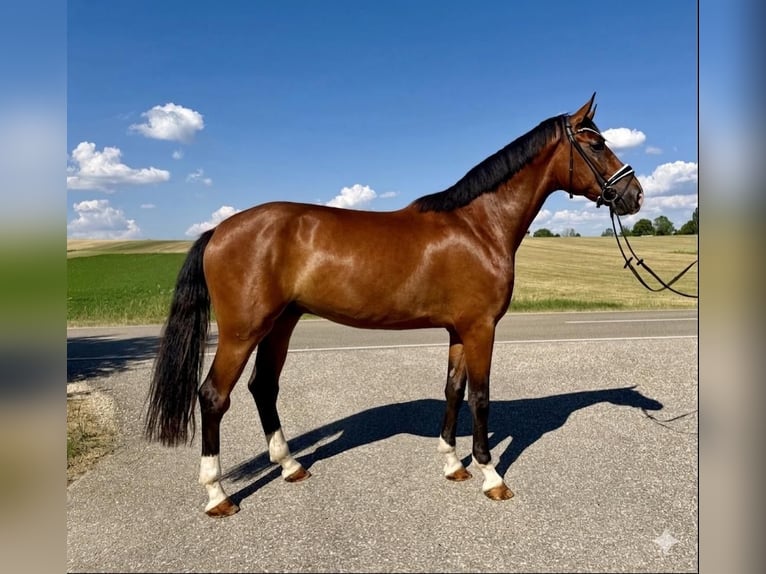 Duits sportpaard Ruin 4 Jaar 174 cm Bruin in Drackenstein