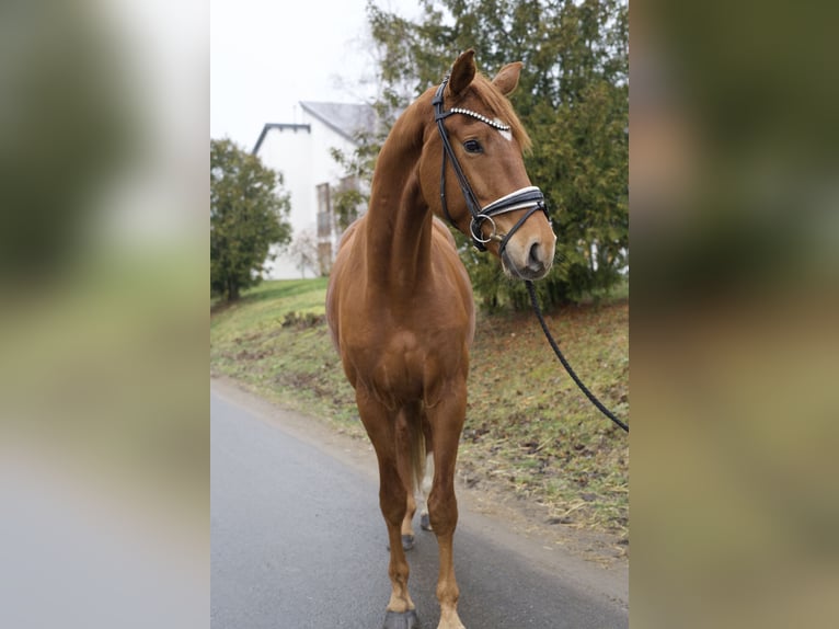 Duits sportpaard Ruin 4 Jaar 174 cm Vos in Phöben