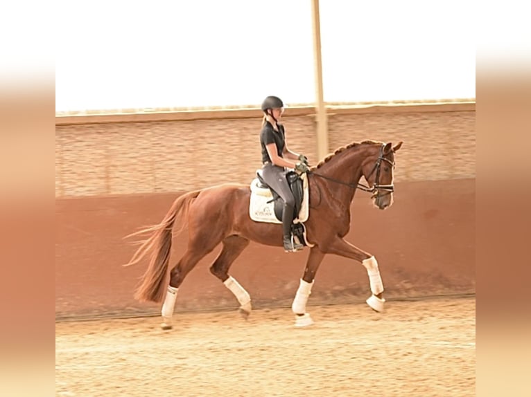 Duits sportpaard Ruin 4 Jaar 174 cm Vos in Wehringen
