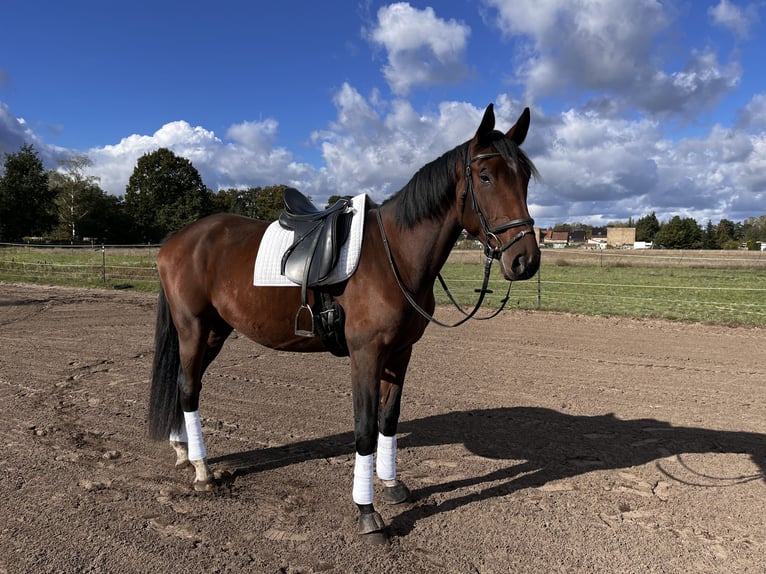 Duits sportpaard Ruin 4 Jaar 175 cm Bruin in Am Mellensee