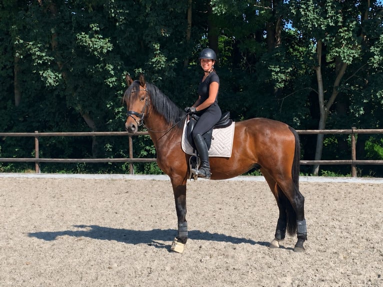 Duits sportpaard Ruin 4 Jaar 175 cm Donkerbruin in Freiamt