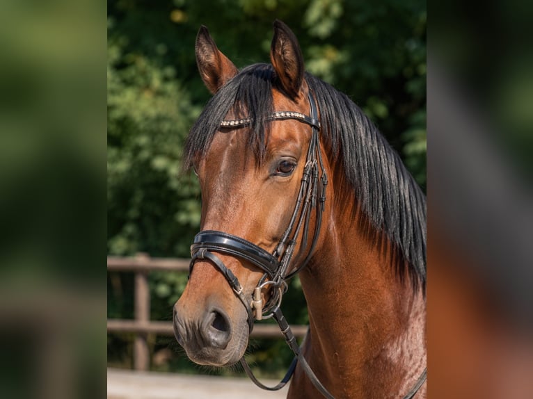 Duits sportpaard Ruin 4 Jaar 175 cm Donkerbruin in Freiamt