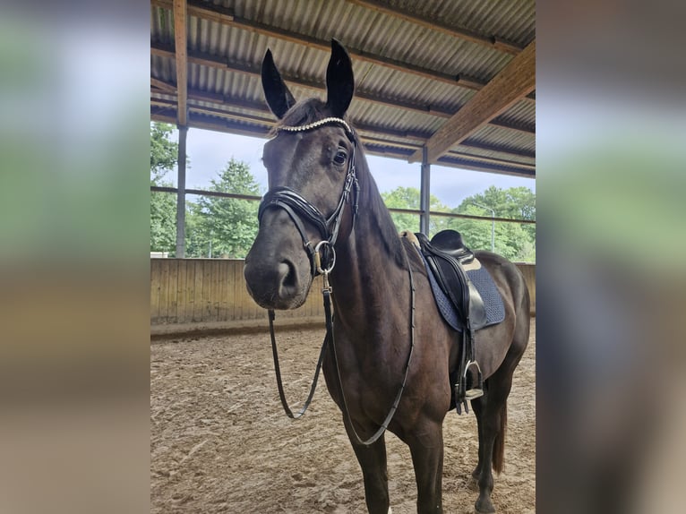 Duits sportpaard Ruin 4 Jaar 178 cm Zwart in Lilienthal