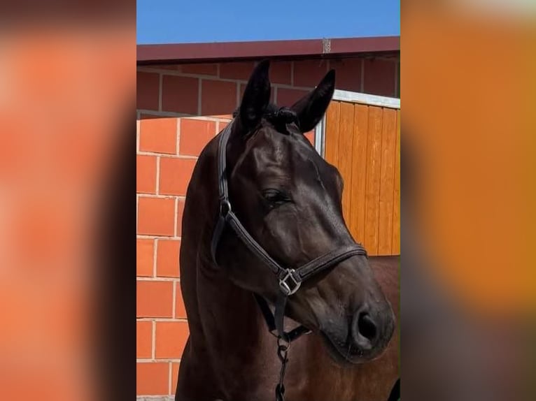 Duits sportpaard Ruin 4 Jaar 178 cm Zwartbruin in Groitzsch