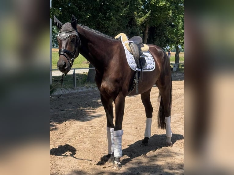 Duits sportpaard Ruin 4 Jaar 178 cm Zwartbruin in Groitzsch