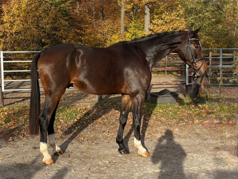 Duits sportpaard Ruin 4 Jaar 179 cm Donkerbruin in Darmstadt