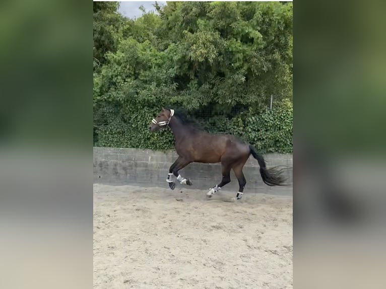 Duits sportpaard Ruin 4 Jaar 182 cm Donkerbruin in Oisy Le Verger