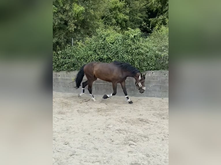 Duits sportpaard Ruin 4 Jaar 182 cm Donkerbruin in Oisy Le Verger