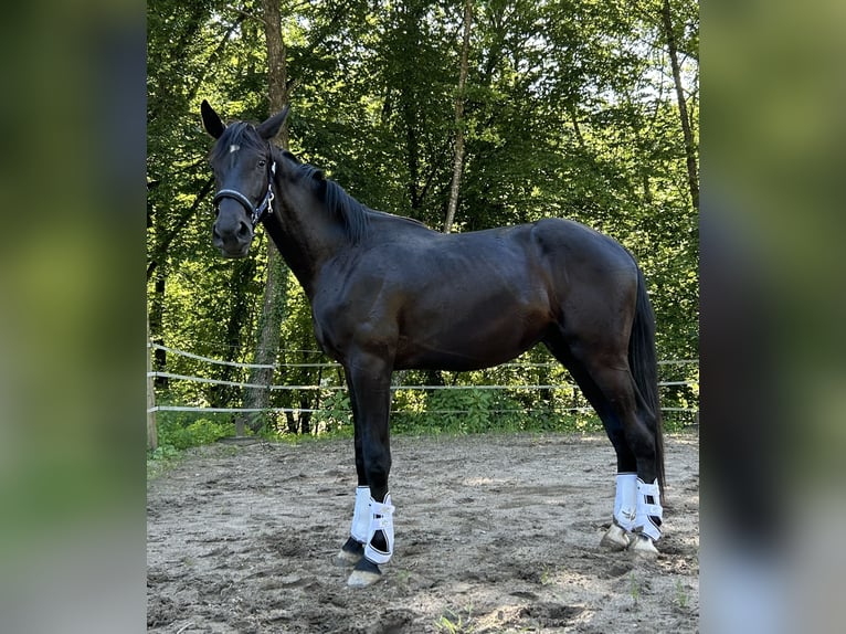 Duits sportpaard Ruin 4 Jaar 184 cm Zwart in Tamm