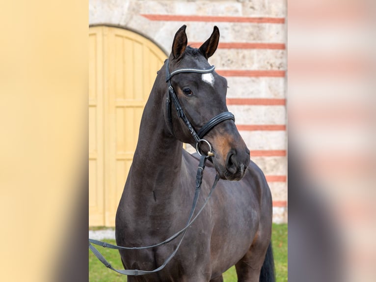 Duits sportpaard Ruin 4 Jaar Zwartbruin in Gomadingen