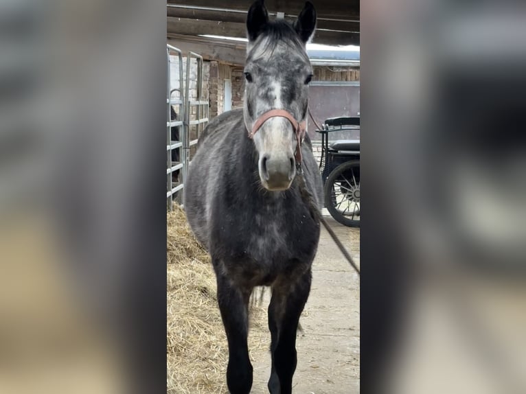 Duits sportpaard Ruin 5 Jaar 155 cm Appelschimmel in Grevenbroich