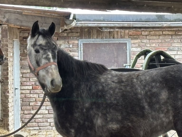 Duits sportpaard Ruin 5 Jaar 155 cm Appelschimmel in Grevenbroich