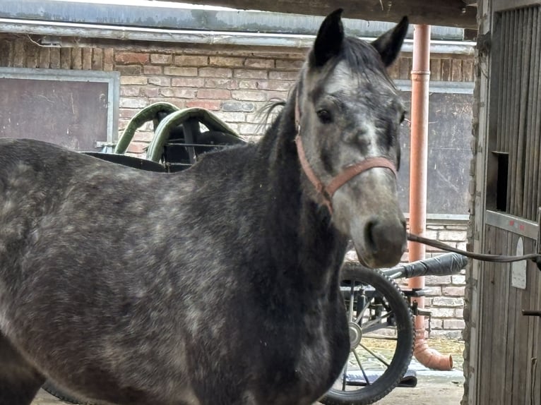 Duits sportpaard Ruin 5 Jaar 155 cm Appelschimmel in Grevenbroich