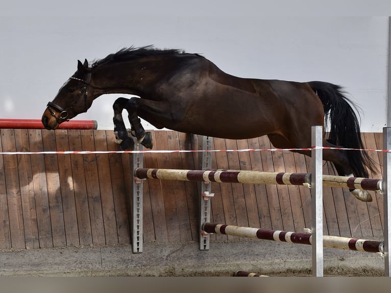 Duits sportpaard Ruin 5 Jaar 160 cm Bruin in Bestensee