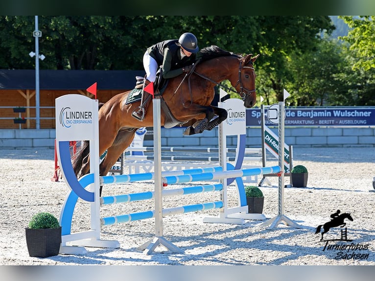 Duits sportpaard Ruin 5 Jaar 162 cm Bruin in Thalheim / Erzgebirge