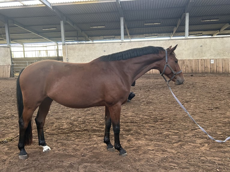 Duits sportpaard Ruin 5 Jaar 163 cm Bruin in L&#xF6;wenberger Land